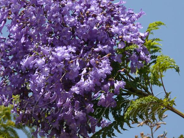 Fern Leaf Jacaranda